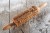 Mini wooden laser engraved rolling pin for coffee lover