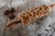 Mini rolling pin for cookies - from Mood for Wood